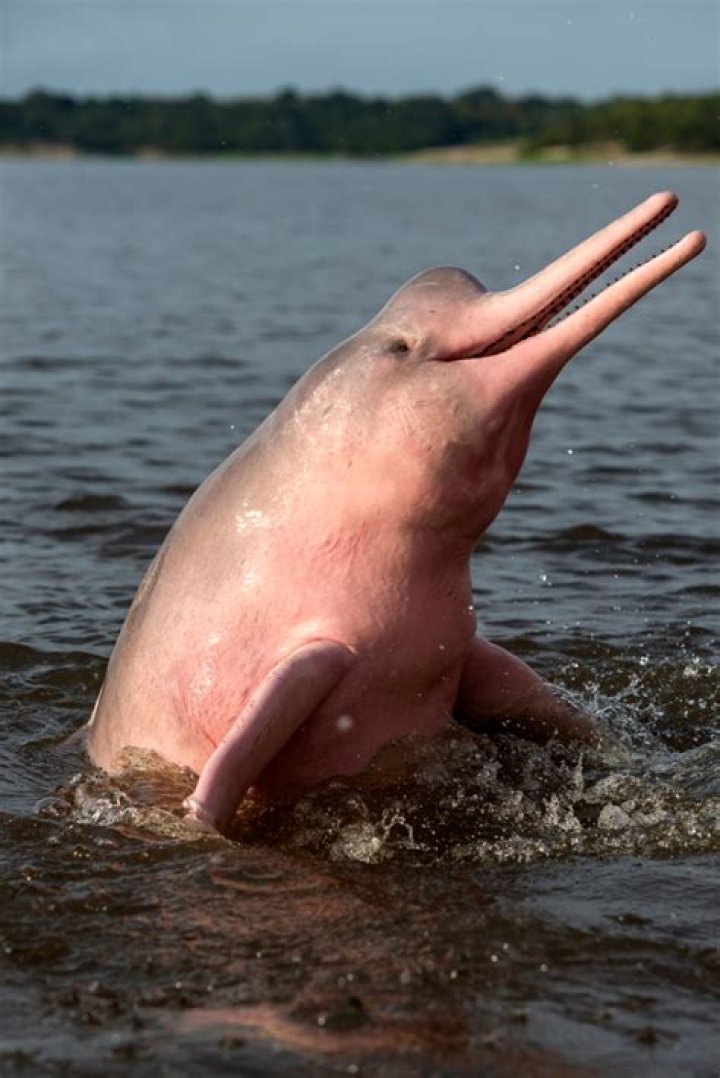 Are pink dolphins real?
