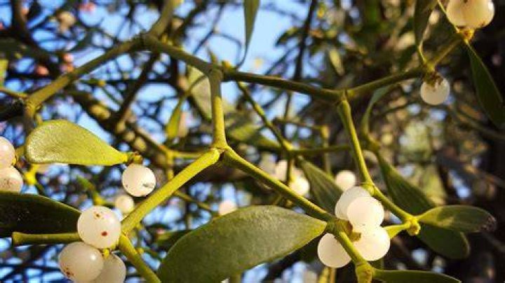 Did you know facts for mistletoe?