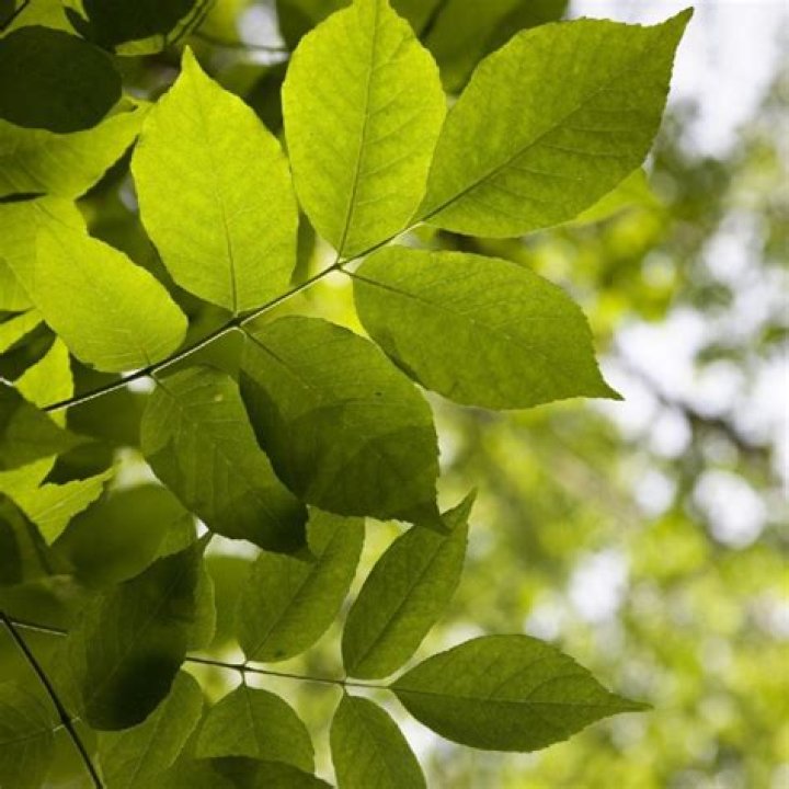 How does fraxinus americana works?