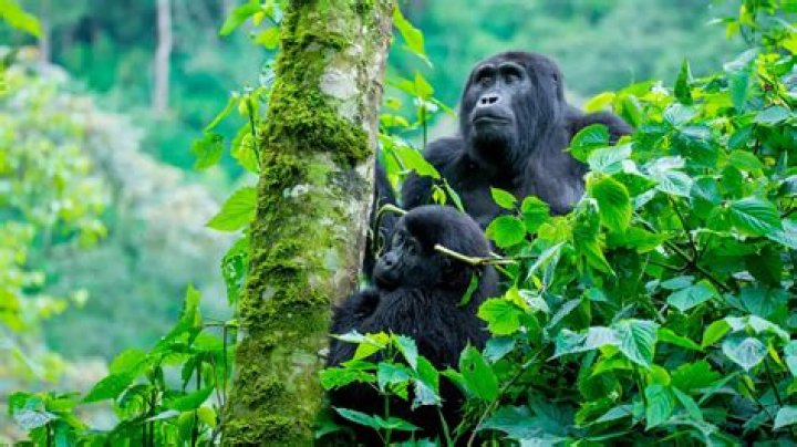 Where is bwindi impenetrable national park?