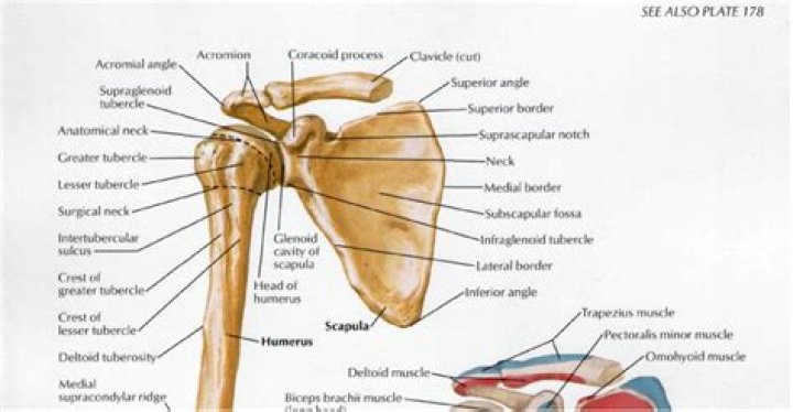 Where is the infraglenoid tubercle?