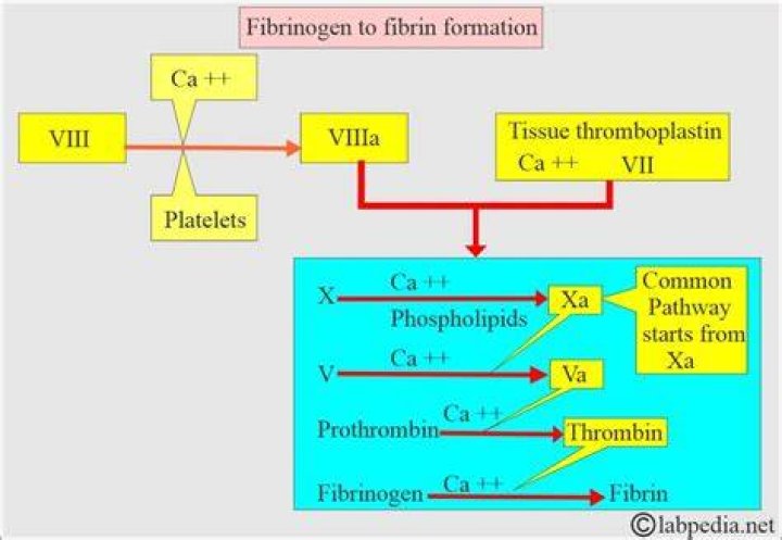 Which blood component converts fibrinogen to fibrin?
