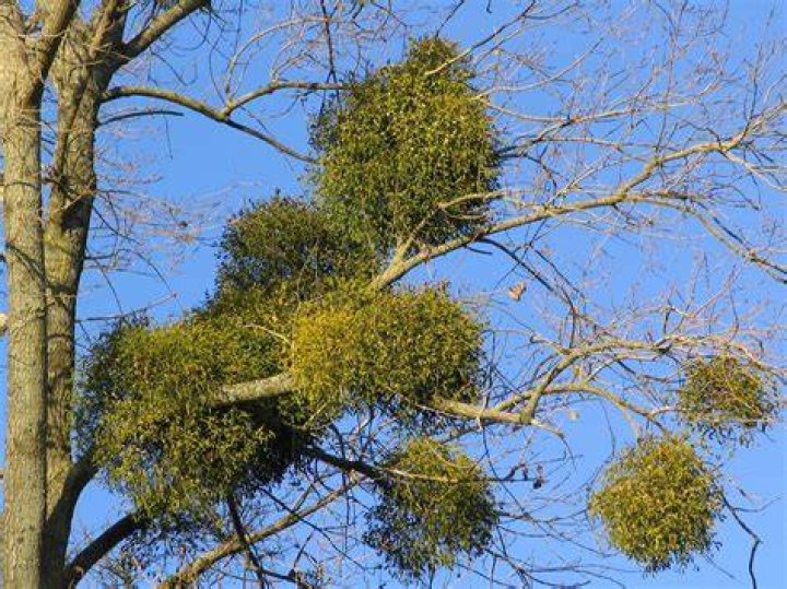 Which states do mistletoe grow in?